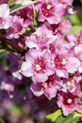 Produktbild von Buntblättrige Weigelie 'Nana Variegata' Weigela florida 'Nana Variegata' C 100- 125