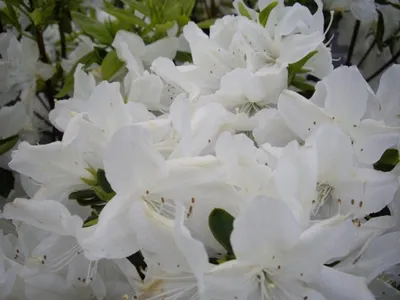 Produktbild von Japanische Azalee Palestrina - Rhododendron obtusum Palestrina - 20-25cm