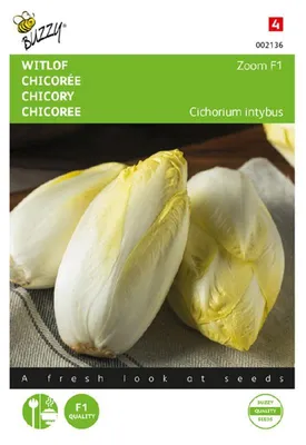 Produktbild von Chicorée Zoom F1 | Chicoréesamen von Buzzy Seeds