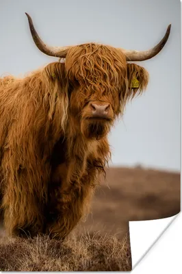 Produktbild von MuchoWow® Poster Schottischer Highlander - Düne - Gras 60x90 cm - Wanddekoration