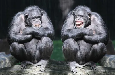 Produktbild von 3 D Ansichtskarte Schimpansen, Postkarte Wackelkarte Hologrammkarte Tiere Tier Affe Wildtier