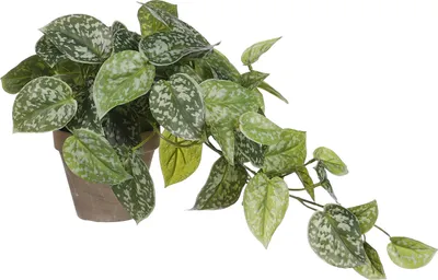 Produktbild von Mica Decorations Scindapsus Kunstpflanze im Blumentopf Stan - H44 x Ø17 cm - Grün