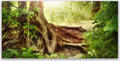 Produktbild von Tulup Leinwand-Bilder 120x60 Wandbild Canvas Kunstdruck Baumstamm Natur