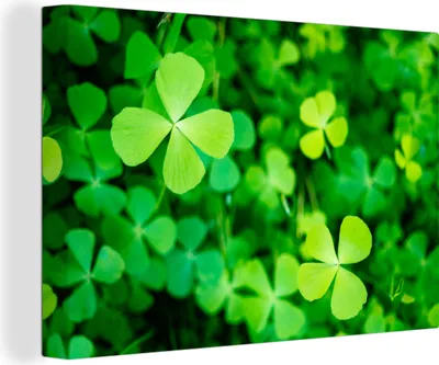 Obrázek produktu pro OneMillionCanvasses® - Obraz na plátně - 140x90 cm, Klaverveld, Nástěnná umělecká dekorace - Fotografie na plátně - Obraz na dřevěném rámu