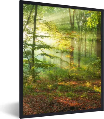 Produktbild von MuchoWow® Gerahmtes Poster Sonne - Wald - Bäume - Natur - Herbst 60x80 cm - Poster mit Schwarzem Bilderrahmen Wandposter Rahmen Foto Bilder - Premium - Wanddeko Wohnzimmer