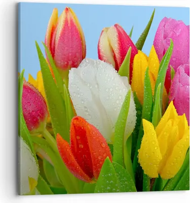 Produktbild von Bild auf Leinwand - Leinwandbild - Tulpen Blumenstrauß Blumen Tau - 70x70cm - Wand Bild - Wanddeko - Leinwanddruck - Bilder - Kunstdruck - Wanddekoration - Leinwand bilder - Wandkunst - AC70x70-2526