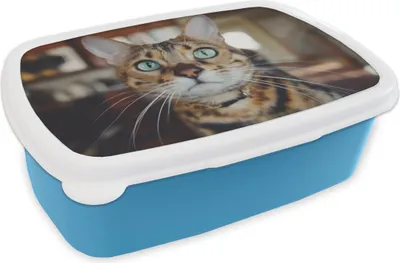 Produktbild von KitchenYeah® Lunchbox Brotzeit Brotdose 17x11 cm Katze - Schnurrhaare - Porträt Kinder Brotzeitdose - Lunch - Kunststoff  - Brotbüchse - Sandwichbox - Lunchbox für Kinder