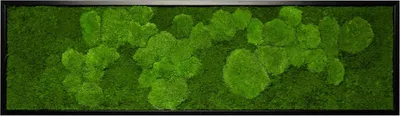 Produktbild von Moosbild 100x35 cm 50% Flachmoos/ 50%Kugelmoos (schwarz)