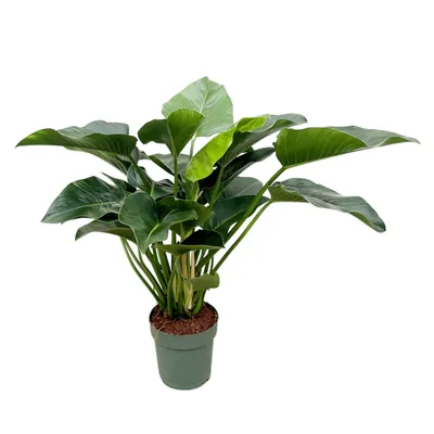Produktbild von Baumfreund - Filodendron Green Beauty - pokojová rostlina - 120cm - ⌀30cm