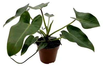 Produktbild von Philodendron corcovadensis - eleganter Baumfreund im Ø 12 cm Topf - exotische Zimmerpflanze