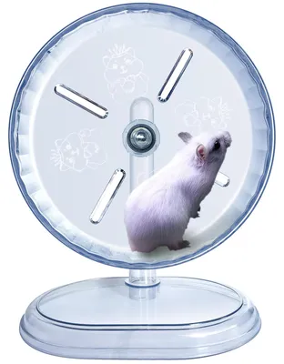Leises Hamsterlaufrad mit Ständer, 17,8 cm, transparent