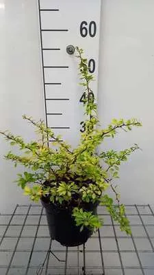 Zdjęcie produktu dla Berberis thunb. 'Aurea' - Berberys 15- Pojemnik 20 cm