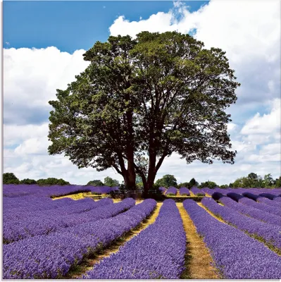 Produktbild von ARTland Glasbild Schönes Lavendelfeld im Sommer Größe: 40x40 cm