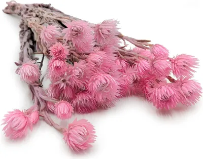 Produktbild von Enchanted Kaaps getrocknete exotische Blume zart hellrosa