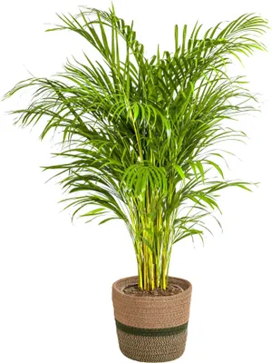 Produktbild von Goldfruchtpalme 120-140cm Ø24cm Luftreinigend Zimmerpflanze Grünpflanze Büro