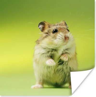 Produktbild von MuchoWow® Poster Nahaufnahme eines Hamsters vor einem grünen Hintergrund 50x50 cm - Wohnzimmerdekoration