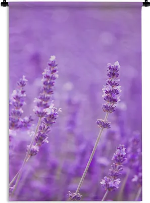 Produktbild von MuchoWow® Wandteppich Wandbehang Lavendel - Nahaufnahme - Blumen - Lila 60x90 cm Tapisserie Dekoration Wandtuch - Foto-Teppich - Abwaschbar