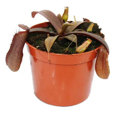 Obrázek produktu pro Červenolistá rostlina - Nepenthes - 9cm