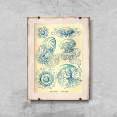 Produktbild von Poster - Canvas - Leinwand - 42 cm x 59,4 cm - Medusa Leptmedusae