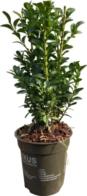 Obrázek produktu pro Zimostráz obecný Buxus sempervirens - Stálezelené rostliny pro živé ploty - 8 rostlin - 1 m - 9 cm výška 20-25 cm - Zelený - Snadná péče