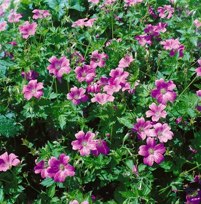 Produktbild von Geranium x oxonianum 'Claridge Druce', rosa Blüten, ca. 9x9 cm Topf