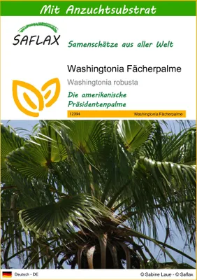 Produktbild von SAFLAX - Washingtonia Fächerpalme - 12 Samen - Mit keimfreiem Anzuchtsubstrat - Washingtonia robusta