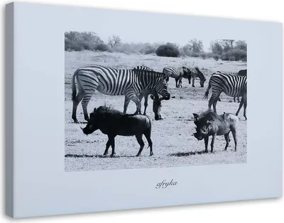 Produktbild von Leinwandbild afrika - zebras in der savanne 90x60 cm Feeby grau wandbild bereit zum aufhängen