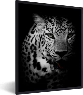 Produktbild von MuchoWow® Gerahmtes Poster Tiere - Schwarz - Weiß - Panther - Porträt 60x80 cm - Poster mit Schwarzem Bilderrahmen Wandposter Rahmen Foto Bilder - Premium - Wanddeko Wohnzimmer