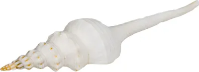 Produktbild von Fusinus colus, Größe ca. 10-15cm | Deko-Schnecke