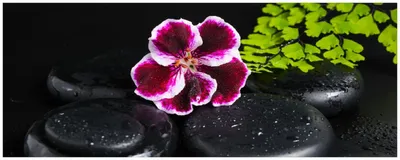 Produktbild von Wallario Küchenrückwand selbstklebend, Größe: 115 x 50 cm, Motiv: Geranienblüte auf schwarzen Steinen, benetzt mit Wassertropfen | Spritzschutz | abwischbar | pflegeleicht | in