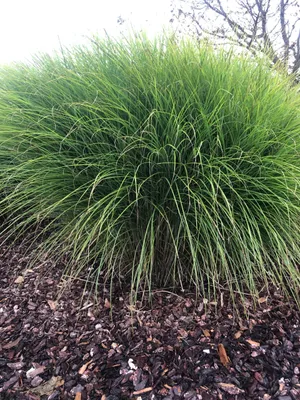 Produktbild von 12 x Miscanthus sinensis 'Gracillimus' - Chinaschilf im topf 9 x 9 cm