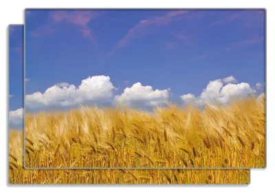 Produktbild von Wallario Frühstücksbrettchen 2er Set aus Glas, je 20 x 30 cm, mit rutschfesten Füßen, Motiv Kornfeld unter blauem Himmel