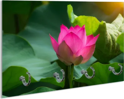 Produktbild von Wallario Schlüsselbrett aus Glas, Motiv: Pinke Lotosblüte im Sonnenschein, 30 x 20 cm mit 4 Haken