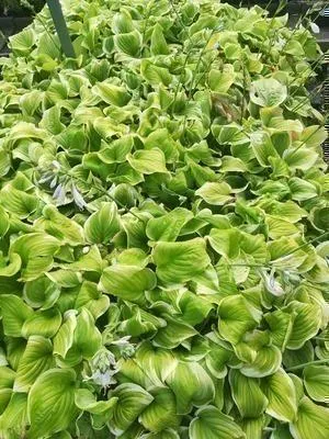 Immagine prodotto di 6 x Hosta hybr. 'Fragrant Bouquet' - Hosta - vaso 9 x 9 cm x 9 cm