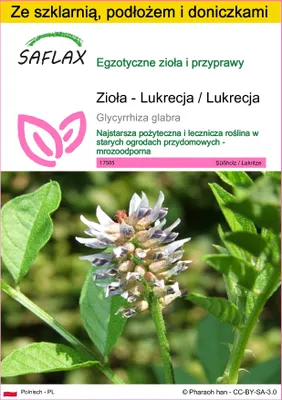 Zdjęcie produktu dla SAFLAX - Zestaw do uprawy - Zioła - Lukrecja / Lukrecja - 30 Nasiona - Z mini szklarnią, podłożem uprawowym i 2 doniczkami - Glycyrrhiza glabra