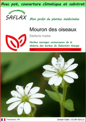 Image de SAFLAX Garden to go - Mouron des oiseaux - 1000 graines - Stellaria