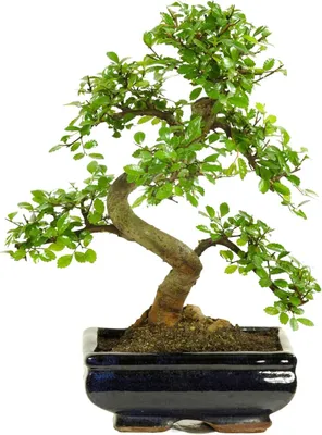 Produktbild von Bonsai Baum mit Keramik Blumentopf - Ligustrum, Ficus, Carmona, Podocarpus, Chinese elm - ca. 6-9 Jahre (20cm Schale ca. 8 Jahre, Chinese elm P20 S)
