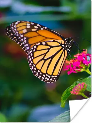 Produktbild von MuchoWow® Poster Schmetterlinge - Blume - Natur 120x160 cm - Wandbilder