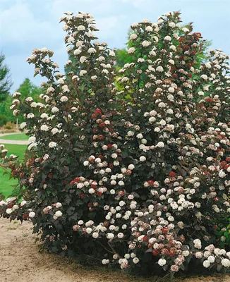 Produktbild von Physocarpus opulifolius 'Midnight', Blasenspiere, dunkelrot, 40–60 cm
