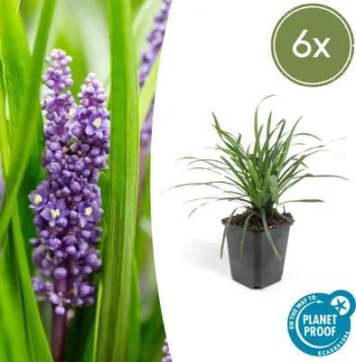 Immagine prodotto di Liriope muscari 'Moneymaker' - Vaso da 9 cm - Set di 6 piante
