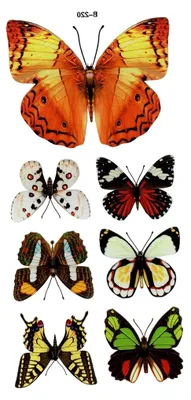 Produktbild von paradieseinkauf 7 Stück Deko Schmetterlinge mit Magnet Magnetschmetterling Kühlschrankmagnet