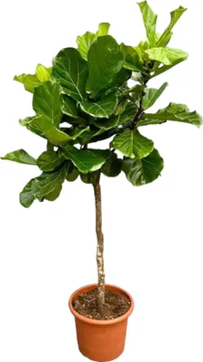Obrázok produktu pre Trendyplants - Ficus Lyrata strom - Tabaková rastlina - Izbová rastlina - Výška 200-220 cm - Veľkosť kvetináča Ø40cm