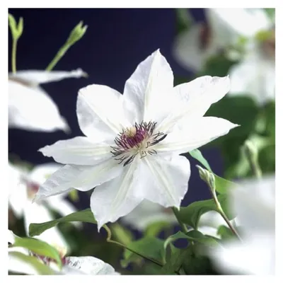 Produktbild von Clematis Miss Bateman – weiß blühende Kletterpflanze, winterhart und pflegeleicht, geeignet für Garten, Balkon und Terrasse, 30–50 cm