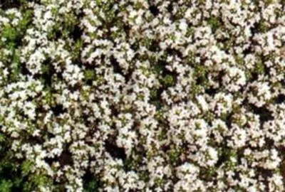 Immagine prodotto di 6 x Thymus praecox 'Albiflorus' (serp. 'albus') - Timo - vaso 9 x 9 cm