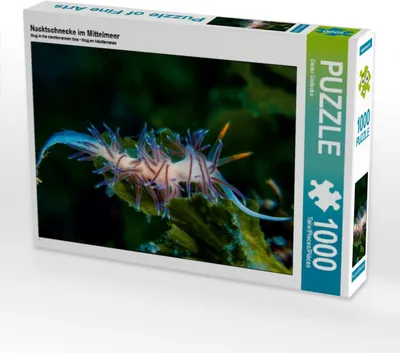 Produktbild von Calvendo Nacktschnecke im Mittelmeer 1000 Teile Puzzle quer 640x480mm, Gödecke Dieter; 7404187