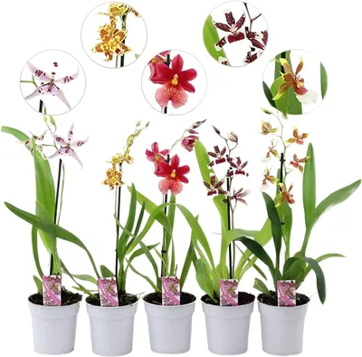 Image de Orchidées : Plantes vivantes, variété Cambria. 5 grandes plantes d'intérieur provenant des Pays-Bas, de 30 à 40 cm de hauteur, avec des fleurs. Disponibles en 3 couleurs. Légèrement parfumées (sans graines, non artificielles, sans engrais et avec pot)