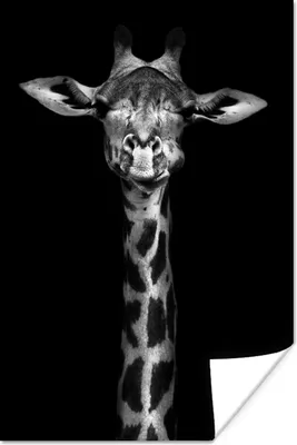 Produktbild von MuchoWow® Poster Giraffe - Porträt - Tiere - Schwarz - Weiß 40x60 cm - Plakate für die Wand - Poster Babyzimmer