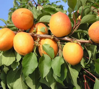 Produktbild von Kompakt wachsende Aprikose `Compacta´ - Aprikosenbaum 120-140cm im 10L-Topf