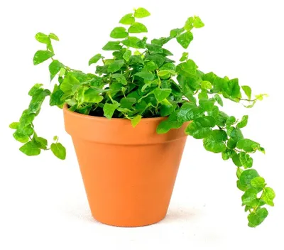 Obrázok produktu pre Gardners Ficus pumila, priemer 6 cm