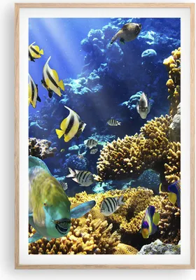 Produktbild von Gerahmtes Poster - Rahmen in heller Eiche - Korallenriff Ozean Krabbe Fisch - 61x91,5 cm - Wand Bild - Wanddeko - Wandbilder - Wandposter - Bilderrahmen - Bilder - Kunstdruck - P2NPA61x91-2662